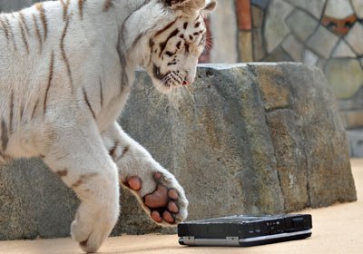 01 new toy Nalin pouncing Panasonic Toughbook 30   Le test ultime