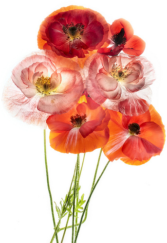 Poppy Delight