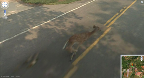 i3042_deer2