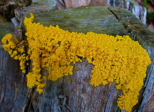 Un Physarum polycephalum par Sentrawoods