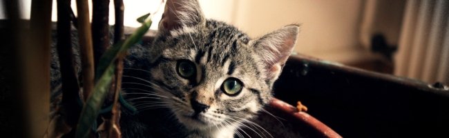 pixelle Agrandir une petite image sans perte de qualité