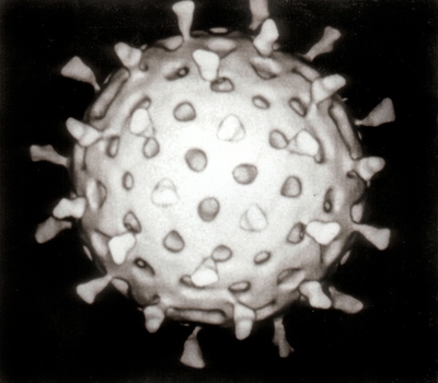 virus.jpg